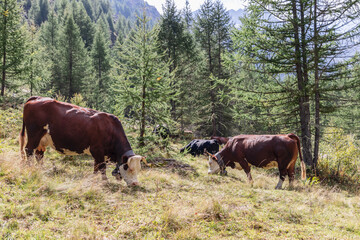 Herd of chocolate-colored cows with large metal bells on wide straps around their necks graze on alpine meadow surrounded by pines, Aosta Valley, Italy