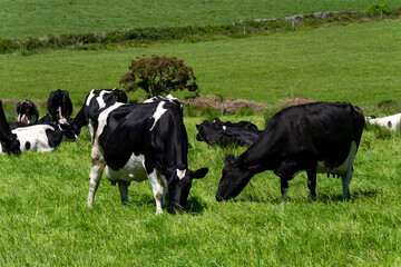 Several cows are eating grass. Cattle on a livestock farm. Agricultural landscape. Organic Irish farm. Black and white cow on green grass field