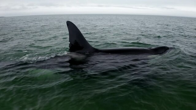 Whale swimming in the ocean on a cloudy day