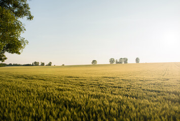 Golden wheat field in backlight