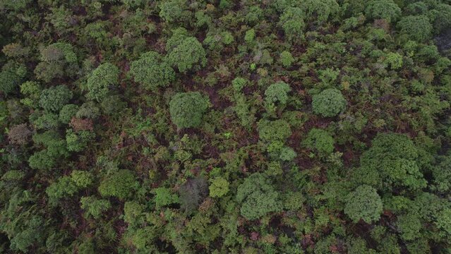Aerial top down panning view in tropical jungle green rainforest in Minas Gerais, Brazil