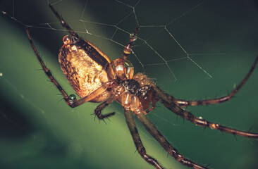 Spider