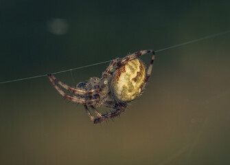 Spider
