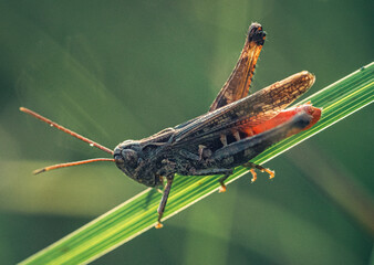 Grasshopper