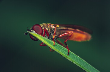 Insect