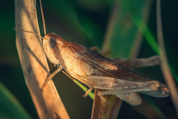 Grasshopper