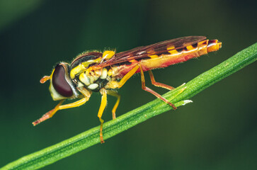 Insect