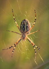 Spider