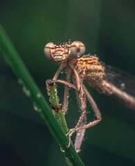 Dragonfly