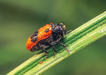 Insect