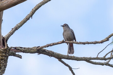 A catbird perched on a tree branch