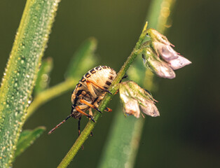 Insect