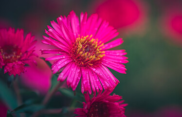 Garden flower