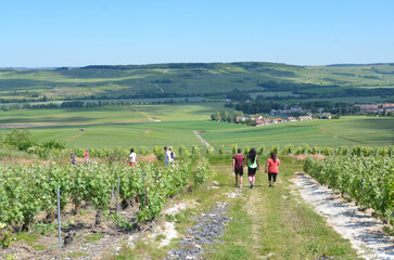 Randonnée dans le vignoble champenois dans les environs de Troissy, France, Champagne Ardennes,...