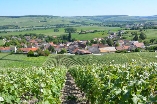 Paysage du vignoble champenois dans les environs de Troissy, France, Champagne Ardennes, vall&eacute;e de la marne