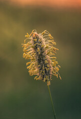 Wild flowers