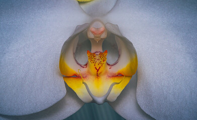 Orchid