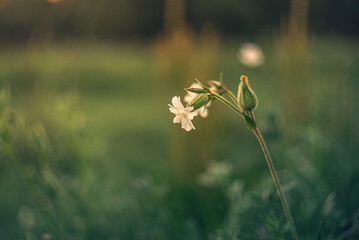 Wild flowers