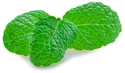 Fresh Mint leaves isolated on the white background. Melissa, Peppermint leaf close up. Food  macro concept..