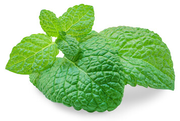 Fresh Mint leaves isolated on the white background. Melissa, Peppermint leaf close up. Food  macro...