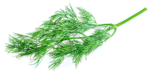Dill isolated on white background. Bunch of fresh green dill macro..