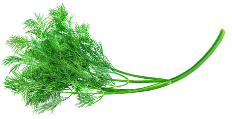 Dill isolated on white background. Bunch of fresh green dill macro..