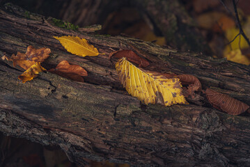 Autumn woods