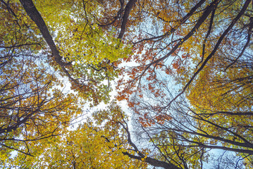 Autumn woods