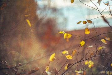 Faded nature in late summer and autumn
