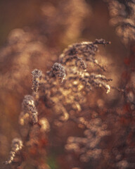 Faded nature in late summer and autumn