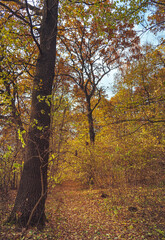 Autumn woods