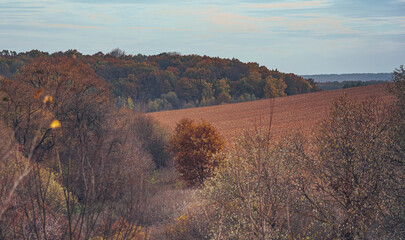 Autumn woods