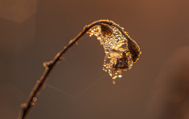 Morning nature in sunlight and dew