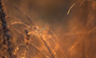 Morning nature in sunlight and dew