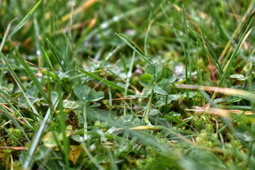 Four-leaf clover in grass for good luck