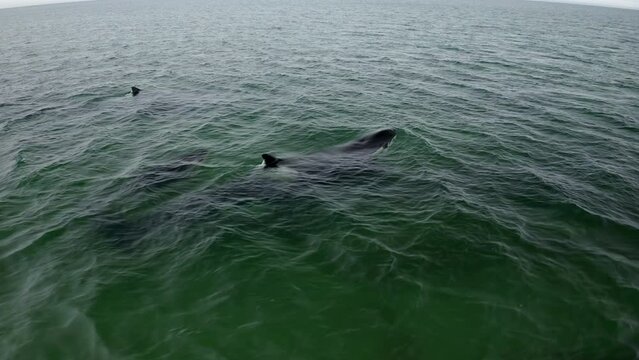 Killer whale in the sea. Orca killer whale in the sea. Orcinus orca killer whale swimming in the sea