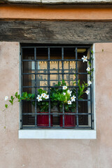 Close-up of a small window with a wrought-iron grill and a white mandevilla flowering plant on the sill in an alley of Venice, Italy
