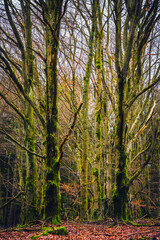Bäume, Wald, Buche, Buchenwald