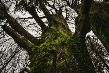 Baum, Baumstamm, Buche, Rinde, Moos, Alt