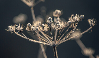 Fading nature in autumn plants
