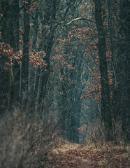Autumn woods