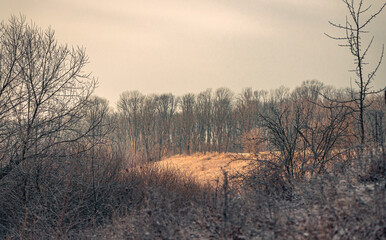 Fading nature in autumn plants