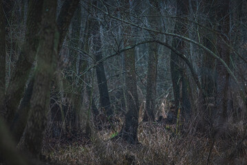 Autumn woods