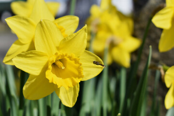 Small insect flying toward daffodil in spring