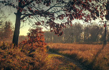 Nature in morning