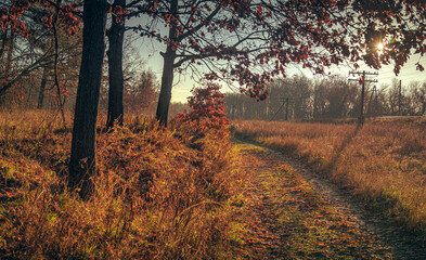 Nature in morning