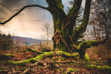 Buche, alte Buche, Riesenbuche, alter baum, Oberbach, Rhön