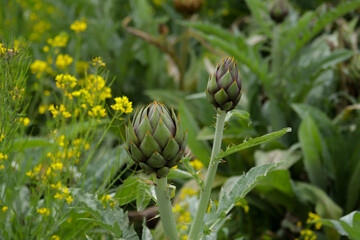 Artichoke in the foreground in green fields. Food concept, nature.