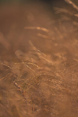 Morning nature in sunlight and dew