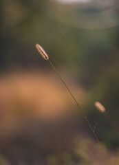 Morning nature in sunlight and dew